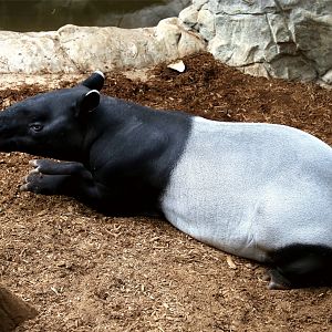 Malayan Tapir