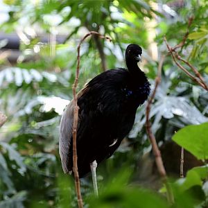 Grey-winged Trumpeter