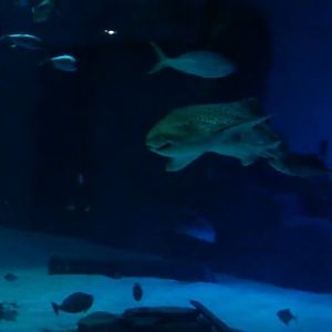 Zebra Shark (Stegostoma fasciatum)