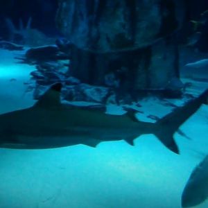 Blacktip Reef Shark (Carcharhinus melanopterus)