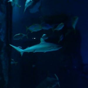 Grey Reef Shark (Carcharhinus amblyrhynchos)