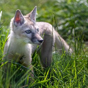 Corsac Fox Pup / Hamerton / 27-5-21