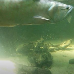 Silver Arowana (Osteoglossum bicirrhosum)