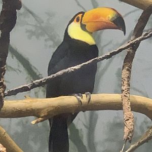 Toco Toucan (Ramphastos toco)