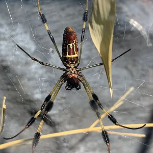 Golden Silk Orb Weaver (Trichonephila clavipes)
