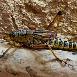 Eastern Lubber Grasshopper (Romalea microptera)