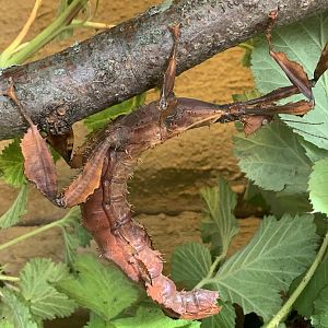 Spiny Leaf Insect (Extatosoma tiaratum)