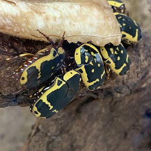 Garden Fruit Chafer (Pachnoda sinuata flaviventris)