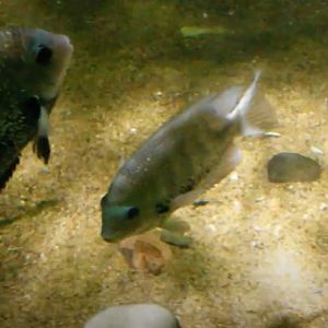 Freshwater Fish (ID?)