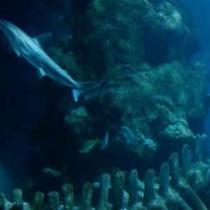 Bonnethead Shark (Sphyrna tiburo)
