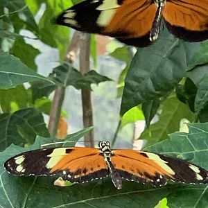 Longwing Butterflies (Heliconius sp.)