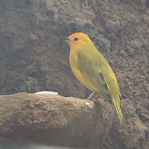 Saffron Finch (Sicalis flaveola)