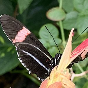Longwing Butterfly (Heliconius sp.)