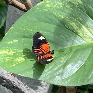 Red Postman Butterfly (Heliconius erato emma)