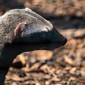 Greater Grison / Hamerton / 27-5-21