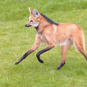 Maned Wolf @ YWP