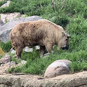 Sichuan Takin (Budorcas taxicolor tibetana)