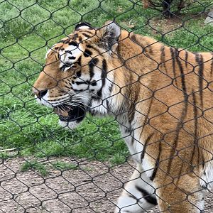 Siberian Tiger (Panthera tigris tigris)