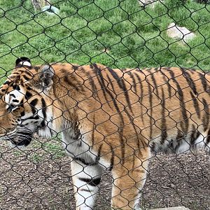 Siberian Tiger (Panthera tigris tigris)
