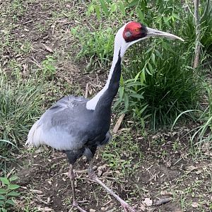 White-Naped Crane (Antigone vipio)