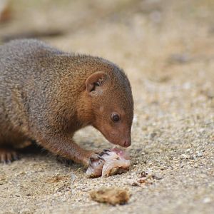 Common dwarf mongoose [2020]