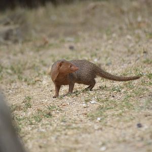 Common dwarf mongoose [2020]