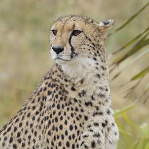 Southeast African cheetah [2020]