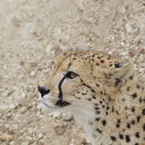 Southeast African cheetah [2020]