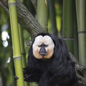 White-faced saki [2020]