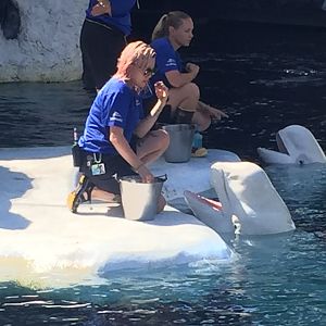 Trainer and Beluga 2019