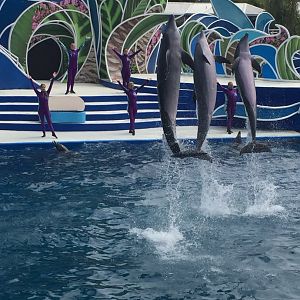 Dolphin Show 2019