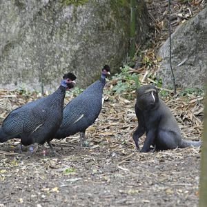 Hamlyn's monkey and crested guineafowls - Sanctuaire des okapis [2020]