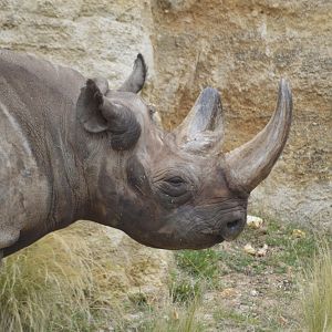 Eastern black rhinoceros [2020]