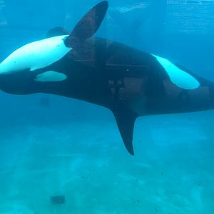 Orca Corky 2019