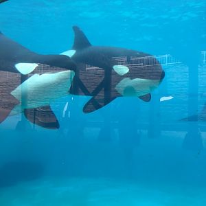 Orca Orkid and Makani  2019