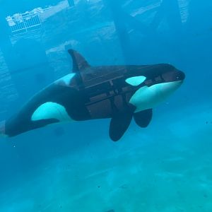 Orca Orkid 2019
