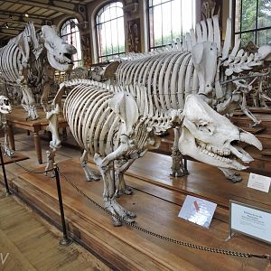 Sumatran rhinoceros [2015]