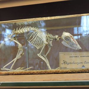 Checkered sengi [2015]