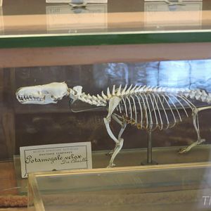 Giant otter shrew [2015]