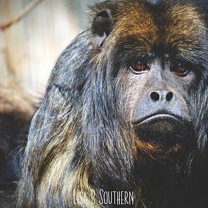 .:Black-and-Gold Howler Monkey:.