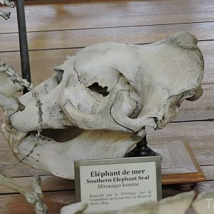 Southern elephant seal [2015]