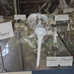 Western long-beaked echidna [2015]