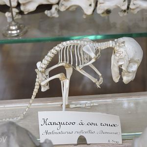 Red-necked wallaby [2015]