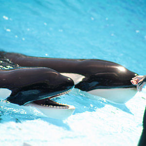 May. 2021 - Orca Encounter - Trua & Makaio