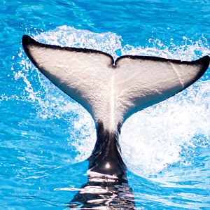 May. 2021 - Orca Encounter - Katina's Fluke