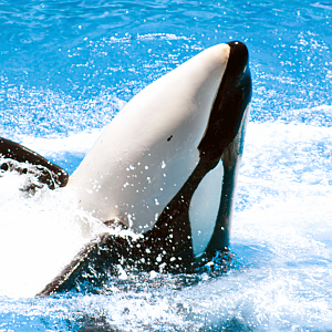 May. 2021 - Orca Encounter - Trua