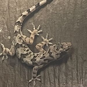 Tropical house gecko