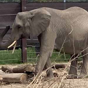 African Bush Elephant (Loxodonta africana)