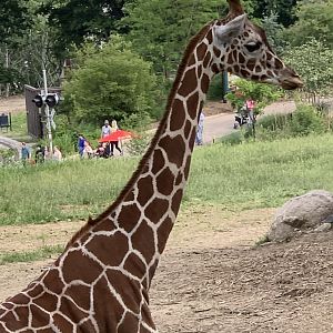 Reticulated Giraffe (Giraffa camelopardalis reticulata)