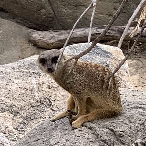 Meerkat (Suricata suricatta)